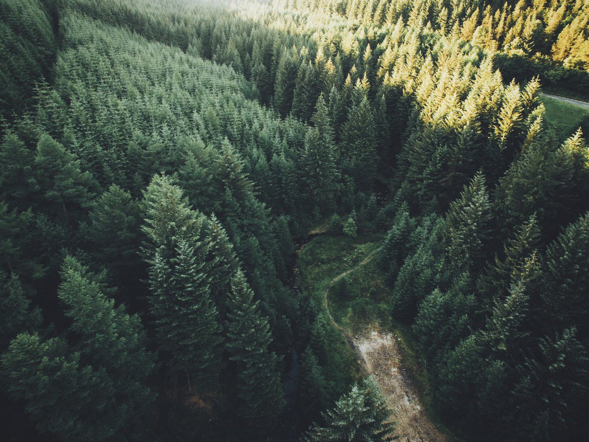 DanielCasson1's tweet photo. Above the forest https://t.co/IOtMOiBKMV
