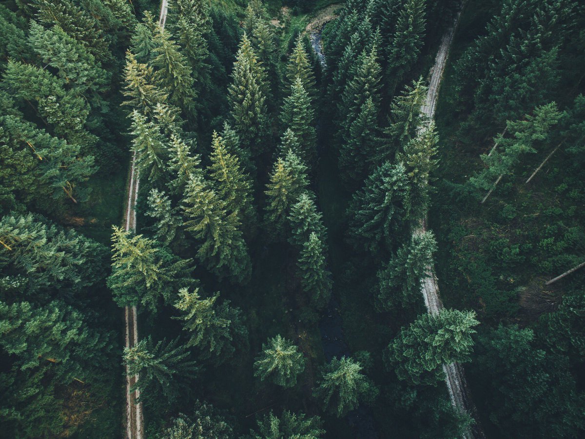 DanielCasson1's tweet photo. Above the forest https://t.co/IOtMOiBKMV