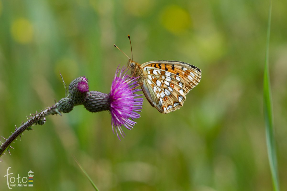 Je kan me nu volgen als #boswachter van <a href="/staatsbosbeheer/">Staatsbosbeheer</a> #Terschelling. Op <a href="/BoswchtrAnnoTS/">Boswachter Anno</a>. #ziejulliedaar