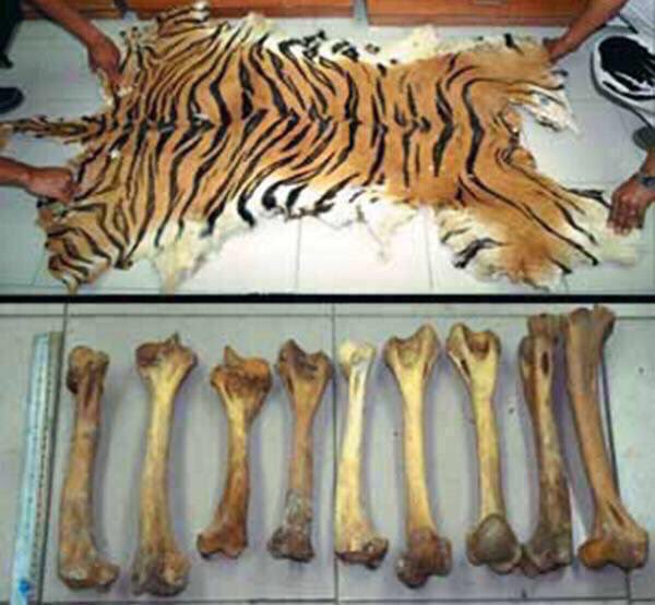 isaacBIOvega's tweet photo. Sólo quedan 3.890 tigres libres y los furtivos matan más de 100 cada año 🆘🐯 DENUNCIA la VENTA de sus HUESOS y PIELES https://t.co/VOBDjE1qzs