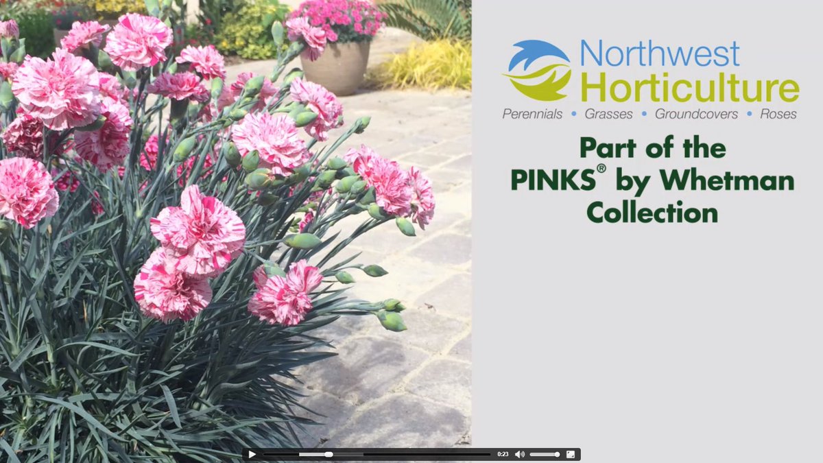GreenhouseMag's tweet photo. Sponsor Video: Check out this dianthus from Northwest Horticulture #Cultivate16 Booth #1722 https://t.co/4lpsHHdFC5 https://t.co/79RebmbNC0