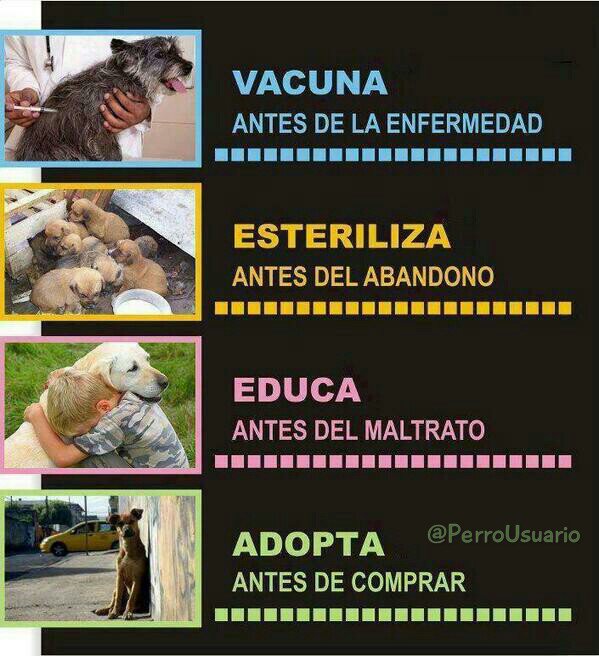 PerroUsuario's tweet photo. Vacuna, Esteriliza, Educa, #ADOPTA  https://t.co/4ASJuJJSNh