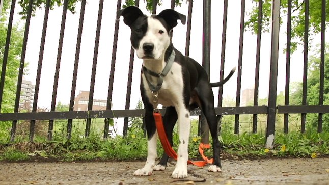 refugeanimal's tweet photo. Ce soir dans Animal cherche compagnie, @fallusinant cherche une famille pour le beau Kibo! RDV à 19h30 sur TVA! https://t.co/fOUFnNEdeU