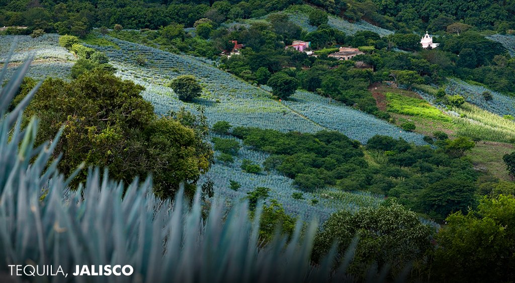 WeVisitMexico's tweet photo. Straight from the earth and directly into Mexican legacy. Take a culture shot in Tequila, Jalisco #LiveItToBelieveIt https://t.co/DLAp2x22Id