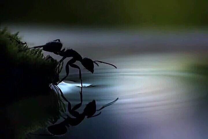 AdelAliBinAli's tweet photo. يَرى و يَسمَعُ :
دَبيب "النّملة" السَوداء ..!
على الصّخرةِ الصمّاء ..!
في اللّيلةِ الظلمَاء ..!
.
"فناجُوه سُبحَانه" https://t.co/SR06pluJWk