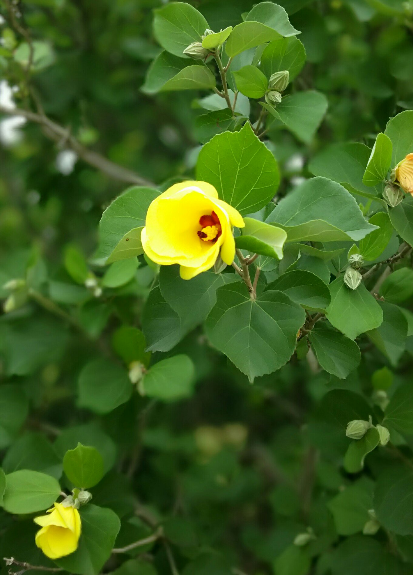 潮風公園 公式 ハマボウが見ごろを迎えました 夏らしい黄色い花が特徴です 花言葉 楽しい思い出 T Co Bvf3vzwed2 Twitter