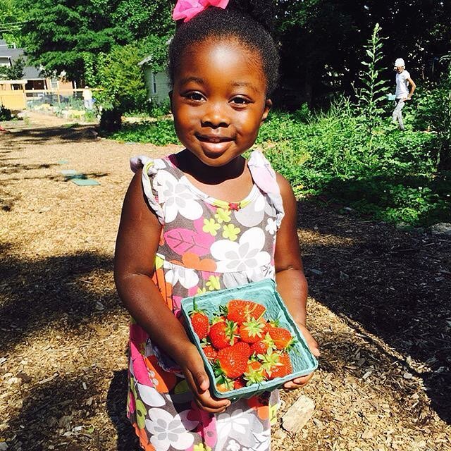 FoodShuttle's tweet photo. The cutest little berry picker we've ever seen! #foodshuttlegrows #raleigh #urbanag https://t.co/gF2jpvdslN