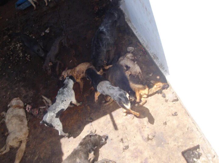 DefAnimalMX's tweet photo. Ejemplo de atrocidades en Antirrabicos sobran en @edomex promovidos desde ISEM @saludedomex eso se debe parar https://t.co/AkplVfIEgk