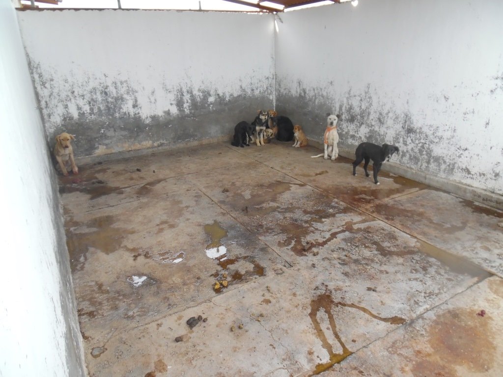 DefAnimalMX's tweet photo. Ejemplo de atrocidades en Antirrabicos sobran en @edomex promovidos desde ISEM @saludedomex eso se debe parar https://t.co/AkplVfIEgk