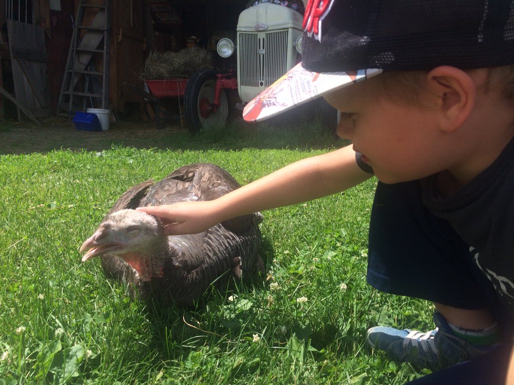 Before you eat turkey, as a sandwich or burger: be aware that turkeys are one of the most magical creatures on earth