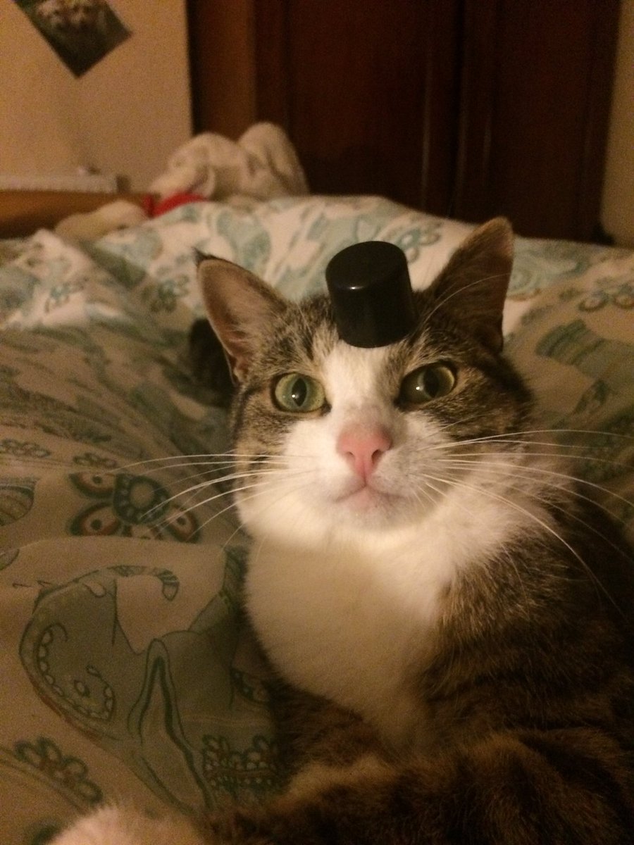 cloee_rosee's tweet photo. My cat can rock a top hat 🎩 hbu? #tophatsrule https://t.co/jKA1yxiGOf