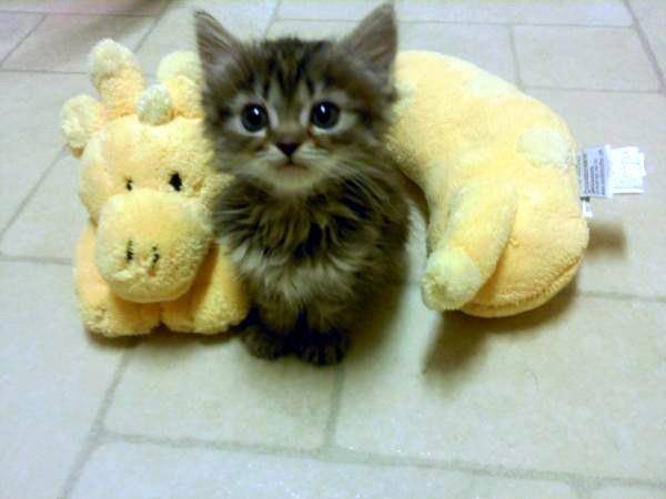 BabyAnimalsPicz's tweet photo. Can I Keep the Giraffe? https://t.co/slNiHPoEMs