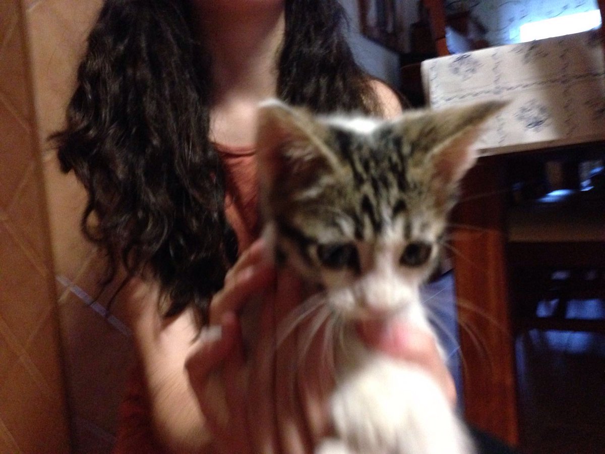 AmixuJoestar's tweet photo. Hemos encontrado una gatita abandonada en Murcia.No podemos quedarnosla. Necesita un hogar pronto{ InfoxMD}
》RT PLS《 https://t.co/x1IIqJQtII