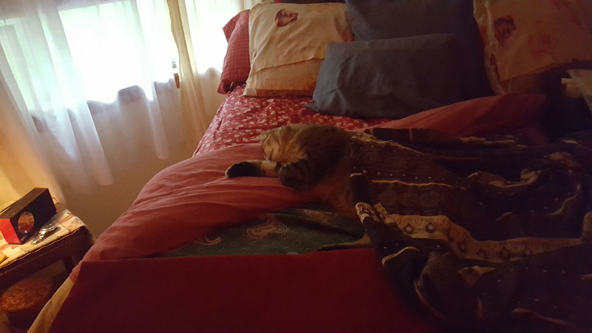 SimplySherr24's tweet photo. July 4th Sachet kitty in-between her activities that day.Her sm. kitty room is outside curtain into garden #3ftHigh https://t.co/4snMRG0W1M