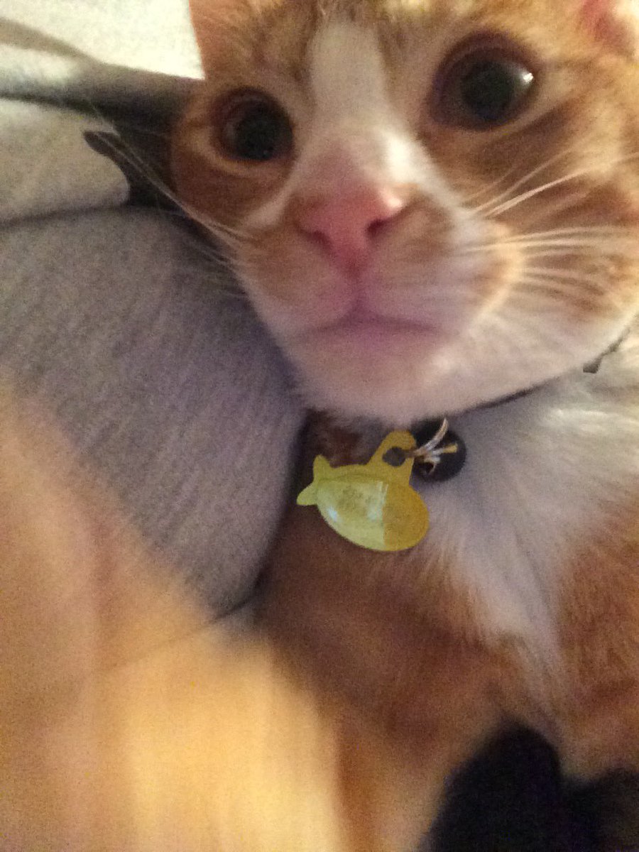 FromDaSpaghetto's tweet photo. When I'm not around, Dexter loves to take selfies..ππ
#TheSecretLifeOfPets #DFWPETS #Selfie https://t.co/lths44QN1d