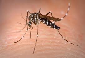 styletrap1's tweet photo. Mosquitoes solutions @styletrap1 #zika #westnile #momlife #mosquitoes #childsaftey #bugs #insecticides #mom's #bugs https://t.co/IjnUlS7yUc