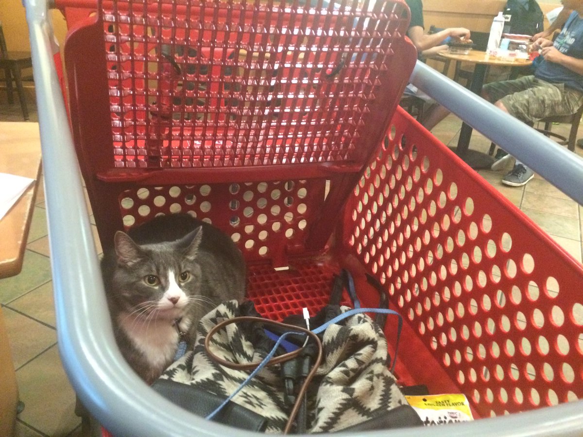 KayleeBond4's tweet photo. Seeking shelter from the storm at target #cartkitty  #mnwx https://t.co/YSgZYDMfyw