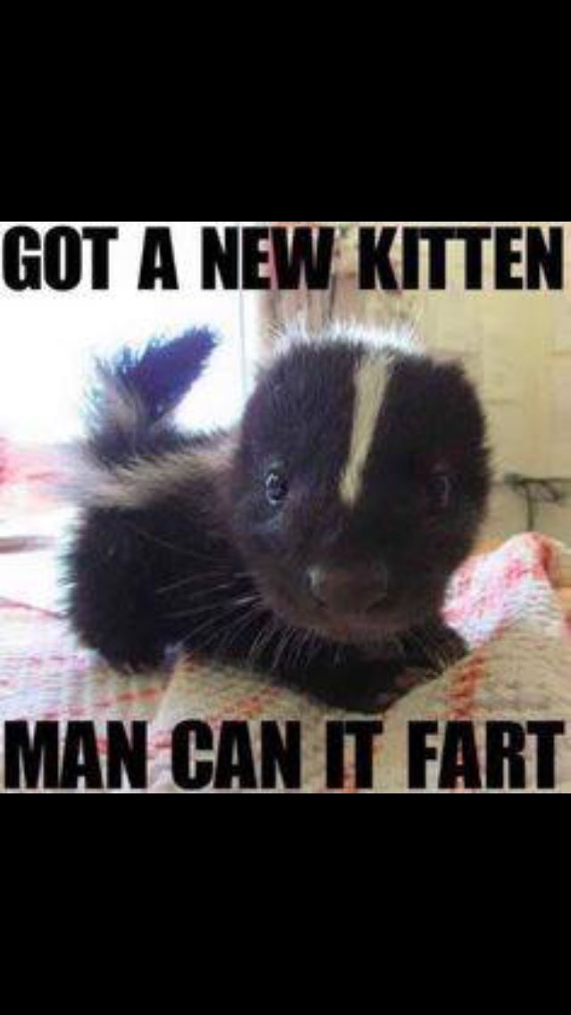 RhoniHartsock's tweet photo. Ba ha ha #herekittykitty https://t.co/wxWAR5dnvG