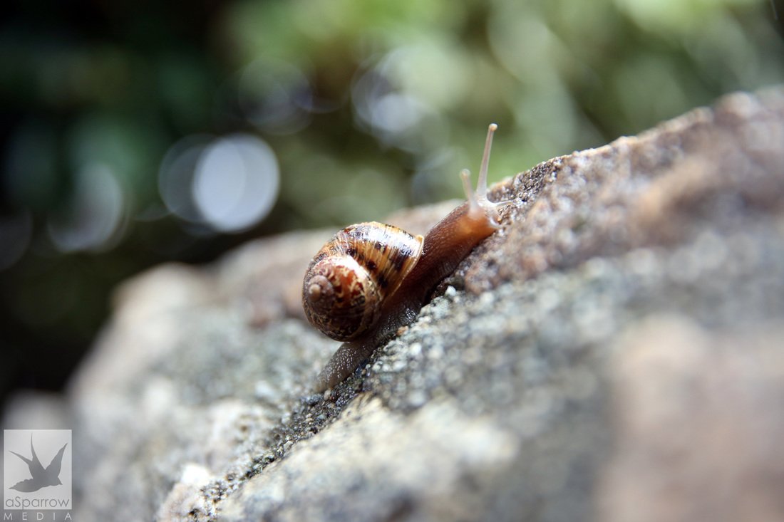 aSparrowMedia's tweet photo. Nature. #photography #canon #California #snail #beauty https://t.co/TrhL1ypF0w