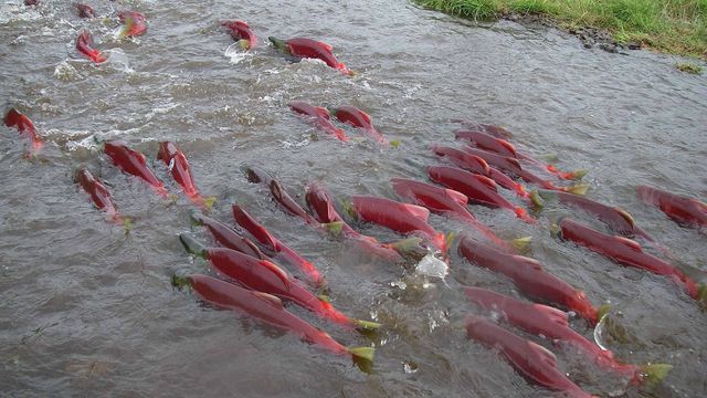 ClickHole's tweet photo. So Apparently There Is Something Called A Salmon And It’s Freaking Adorable https://t.co/eJJs8NcoWj https://t.co/rfZcvjXDVO