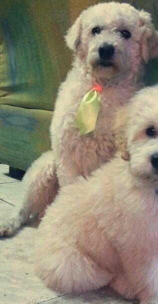 ZuarBuilds's tweet photo. Me perdí, respondo al nombre de Gumi, visto por última vez hacia Biggie (Mcal López), tenía un collar verde 🐶. ¡RT! https://t.co/vLM73NELMa