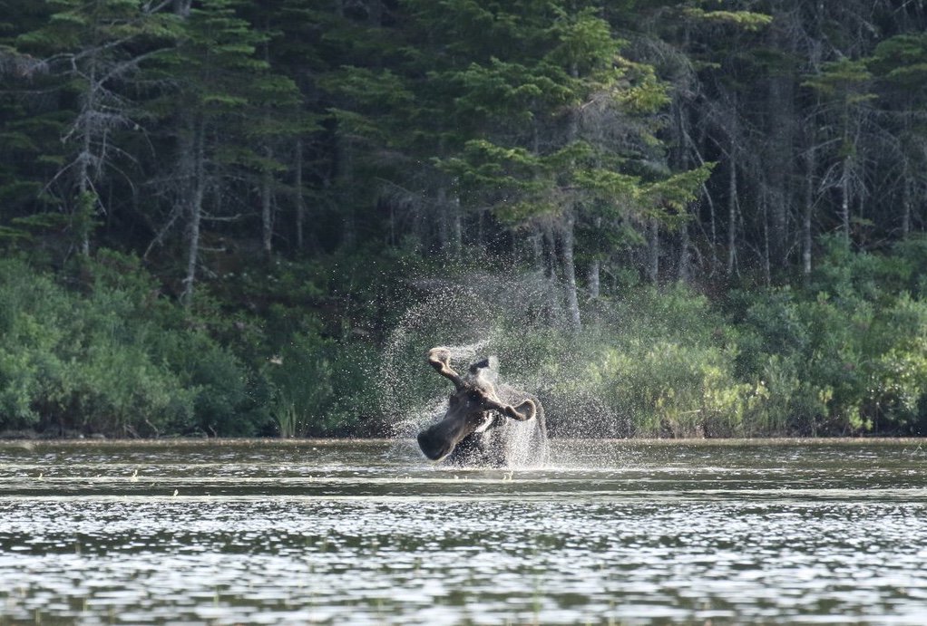 JeffGuide's tweet photo. @AppMtnClub Little Lyford Ponds in #Maine. Spotted this guy while kayaking Fri eve. (Photo T.Carr) @BostonAMC https://t.co/8yUer2xAlu