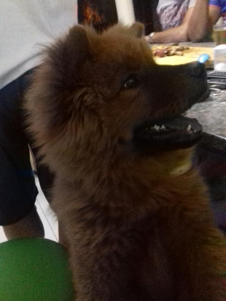 ClaraDayane3's tweet photo. ❤🐶 https://t.co/rez5TOuRus