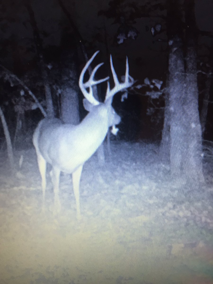 Ol' Methusalah.  Get the app at:
BuckBoard 
appsto.re/us/oYPU-.i