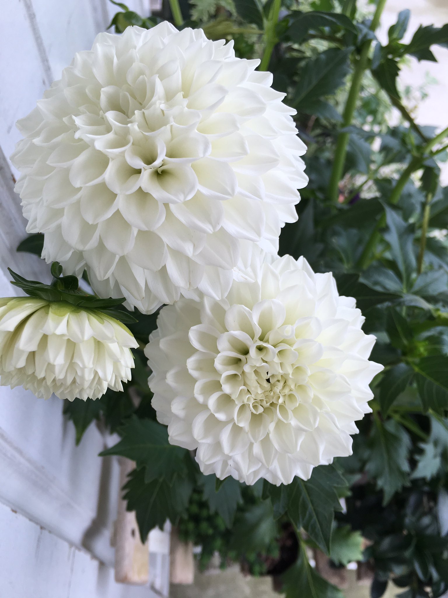 D Ici Peu A Twitter 毎日ひと花 ダリア かまくら D Ici Peu A Twitter 毎日ひと花 ダリア かまくら