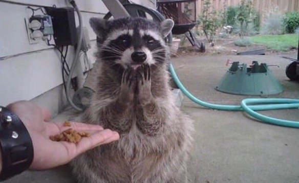 When someone offers me their food and I have to pretend I haven’t been eyeing it up this whole time