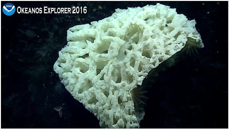 KBYip's tweet photo. Most giant #sponge ever mounted on cliff of Vogt Guyot. #Okeanos  #SOUS #spongeofunusualsize https://t.co/hPA1JO40ms