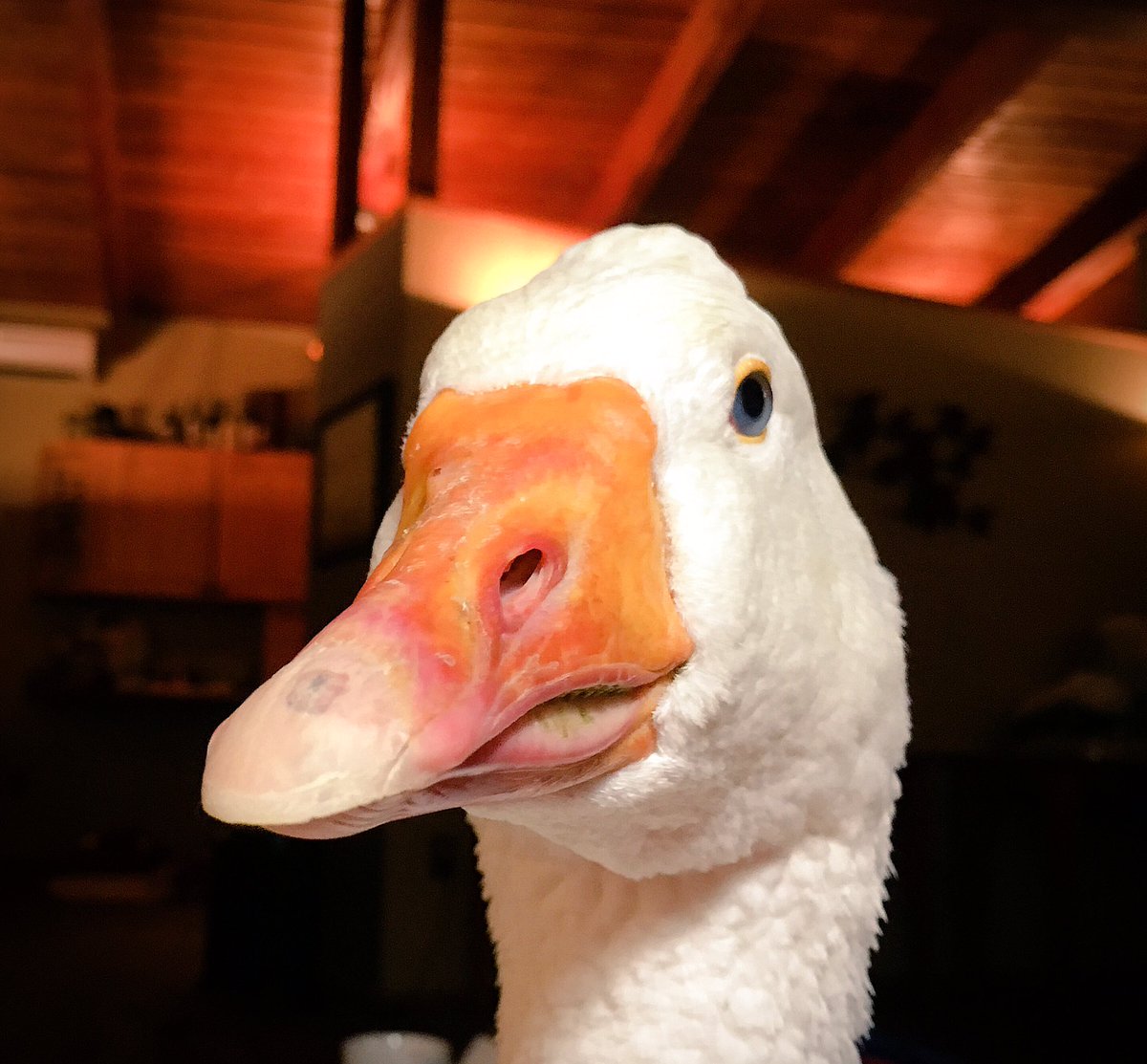 WaterfowlDoxies's tweet photo. Never impressed and always disappointed in us. #Judgmental #Sebastian #Sebastopol #GooseMomLife https://t.co/gllQnJ26aY