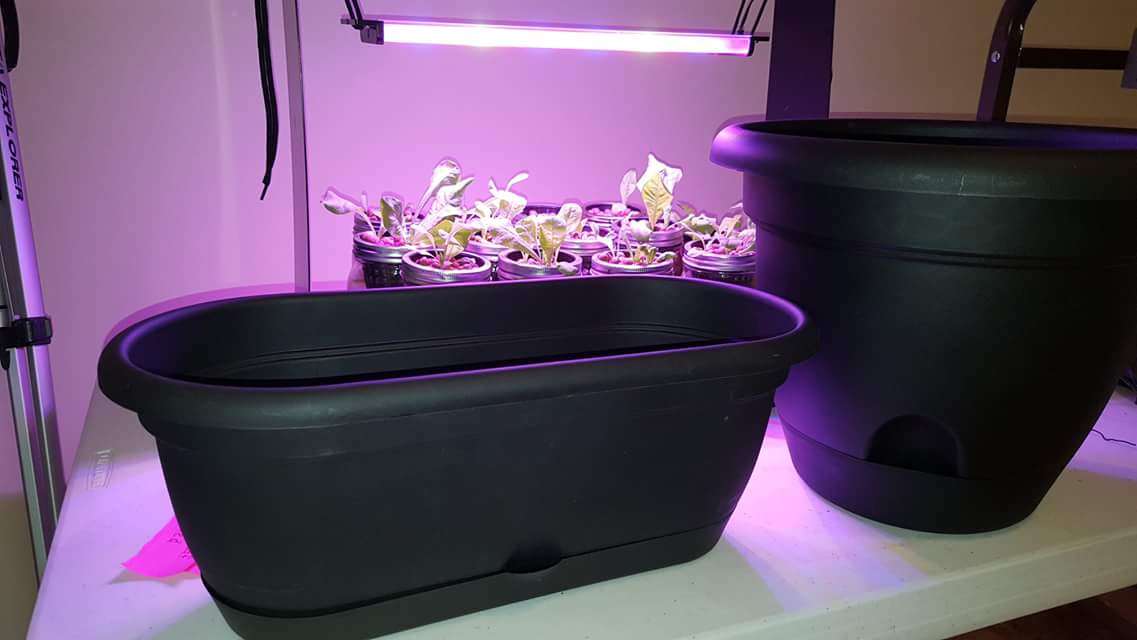 FREE self-watering planter to 1st 50 people who purchase a <a href="/HappyLeafLED/">Happy Leaf LED</a> light at #MENF in West Bend WI this weekend