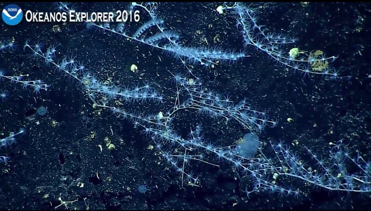 Hippospongia's tweet photo. Holy crap, folks!  Look at all these things! There's SO much life in the deep sea! #Okeanos @oceanexplorer https://t.co/EixmH6bnzE