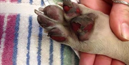 PerroUsuario's tweet image. Por favor no los saquemos cuando hay sol fuerte porque esto es lo que le puede pasar a tu @PerroUsuario al caminar en el asfalto caliente ¡Vamos a cuidarlos!