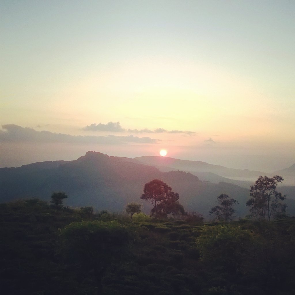 NaturevibesSl's tweet image. Mountain Hunting - 4
@Dothalugala mountain.
Date - 17/07/2016