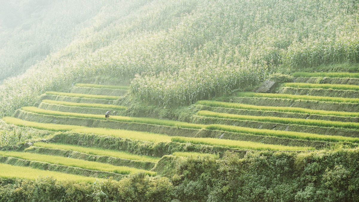 Cheflovesfish5's tweet photo. if you want get lost in Magic heaven of green rice fields, Sapa is for you
#sapatoursfromhanoi #hanoitosapa https://t.co/ljww0q7ivb