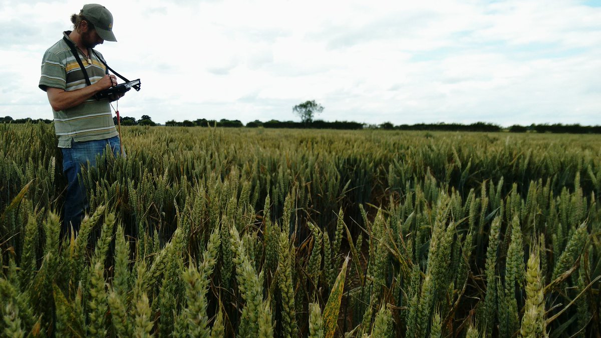 NickersonBen's tweet photo. Brilliant day yesterday with the Nickerson Team catching up with our Wheat Breeders at Woolpit! #THESeedsMen https://t.co/b3XzFlXmS0