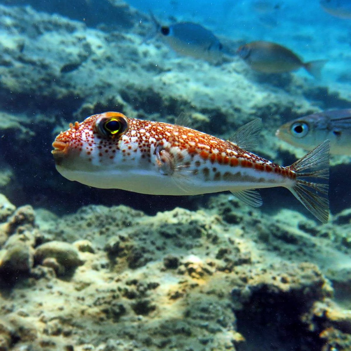 ScubaTurtleTurk's tweet photo. The majority of #pufferfish species are toxic #scubadiving #scubadivingturkey #underwaterphoto  #Mediterranean https://t.co/eQ36iSIxjj