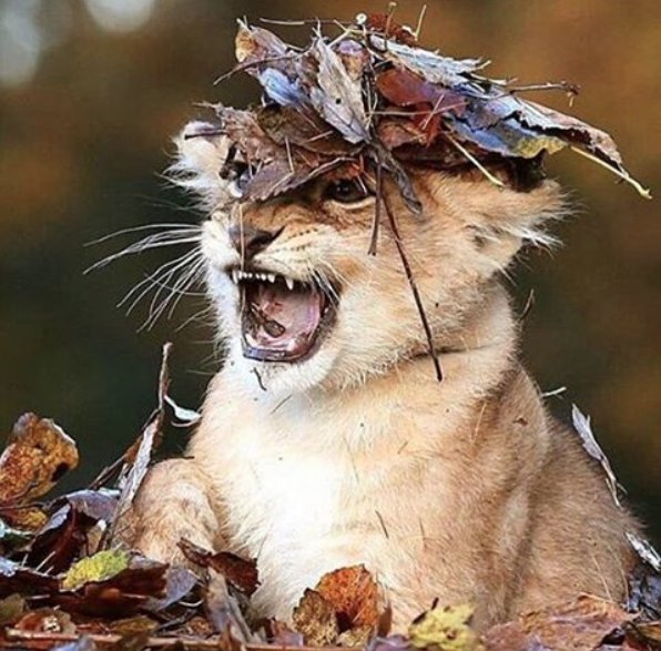 trinmiller's tweet photo. My new favorite photo of myself. #leafhat #ferocious https://t.co/zIhl4NboCU