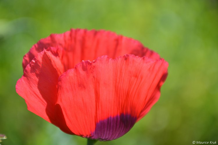 De rode slaapbol Papaver somniferum bloeit kort, maar wel prachtig <a href="/debolster/">De Bolster biologische zaden</a>