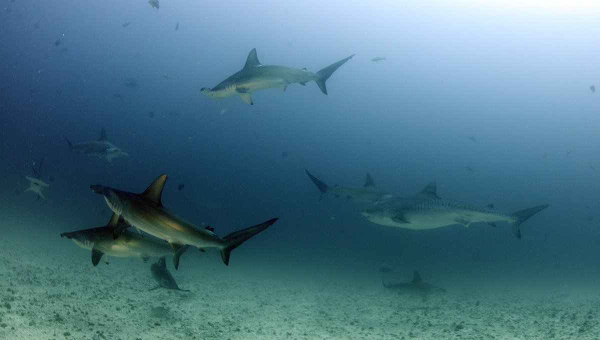 cocosislanddiving tweet media