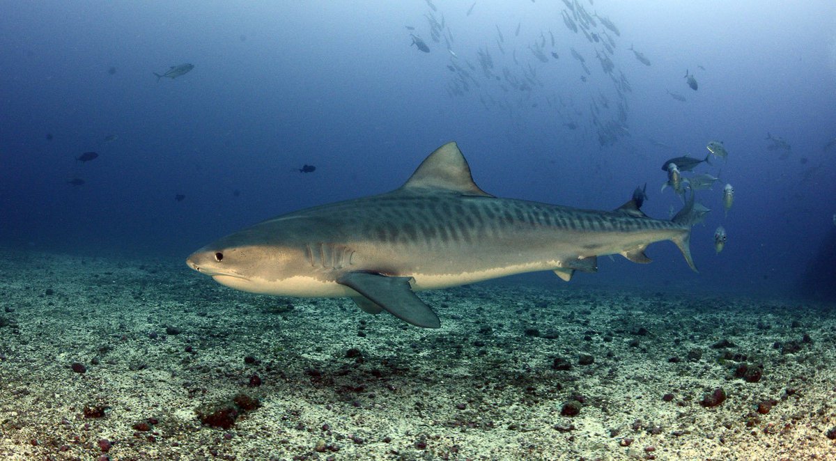 cocosislanddiving tweet media