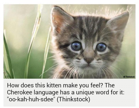 shacklington's tweet image. #savelanguages