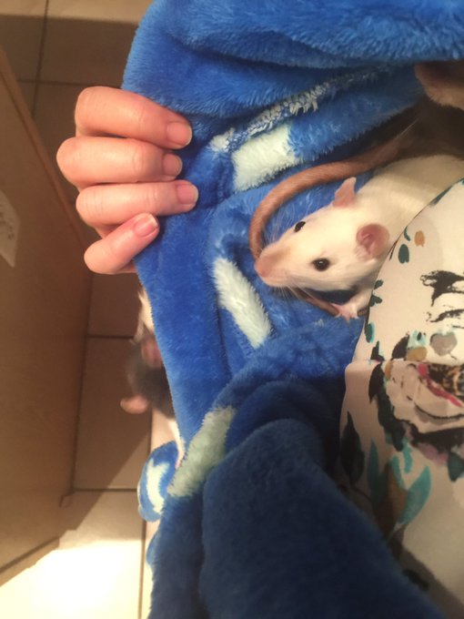 Best playground around 🐁💜 https://t.co/4YGERjZWgQ<a href="/tag/mst3k"class="tags"><span>#mst3k</span></a><a href="/tag/themads"class="tags"><span>#themads</span></a>