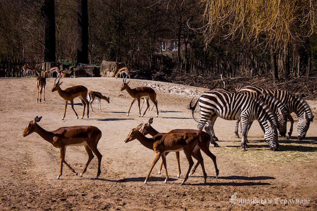 onceingermany's tweet photo. https://t.co/8LSLSy61Hq Hannover Zoo: Зоопарк полусвободы. #onceingermany, #германия https://t.co/0n5cmGBiNE
