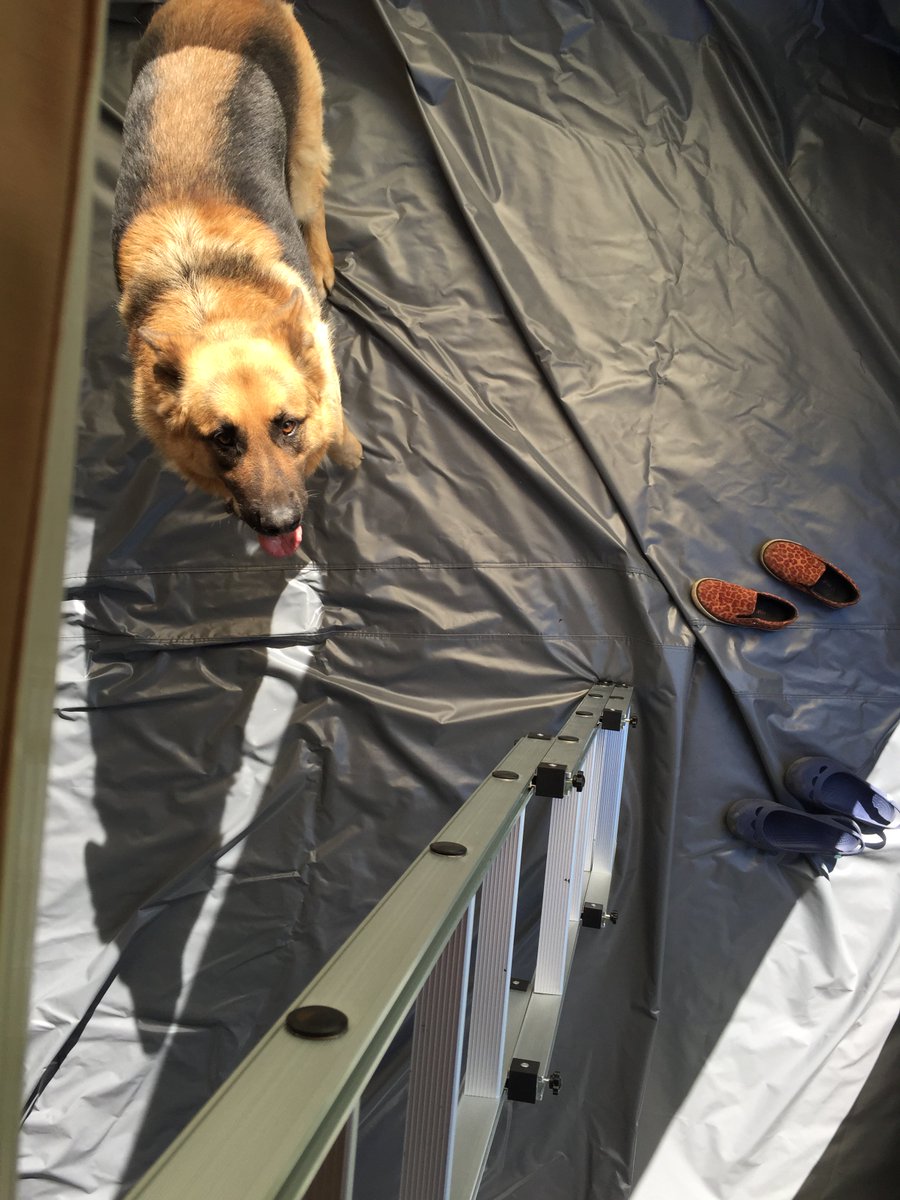 Direct4x4's tweet photo. #WednesdayWisdom Going away with your beloved dog? They don't need to be left out when our roof tents are involved! https://t.co/DvLg7BYwYv