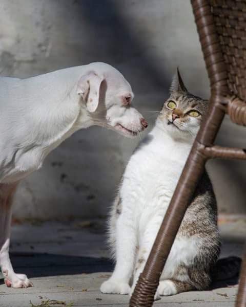 valeriazolota's tweet image. 🌞🌺🌞🌺🌞🌺🌞🌺🌞🌺@viktorinini @ShkiperVlad71 
💚💜💚💜💚💜💚💜💚💜
Приветики,друзья!Какие нежные 
фотки,спасибо Вика👏 Белых, снежных)