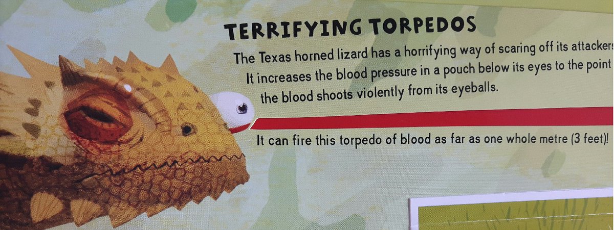 Don't anger the Texas horned lizard - unless you want a faceful of blood! #TheReallyGrossAnimalsBook