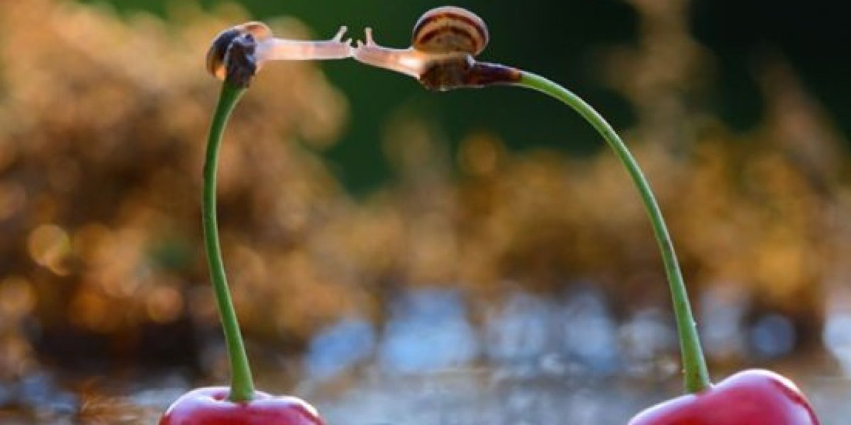 ModicaFlower's tweet image. #Baci mattutini oggi che è la #GiornataMondialeDelBacio! #WorldKissDay #flowershow #natura